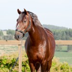 Divisadero Interagro, chestnut Lusitano stallion