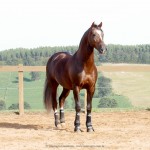 Divisadero Interagro, chestnut Lusitano stallion