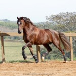 Divisadero Interagro, chestnut Lusitano stallion