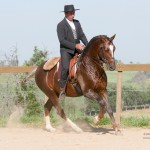 Divisadero Interagro, chestnut Lusitano stallion