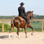 Divisadero Interagro, chestnut Lusitano stallion