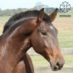 Dolly Interagro/Interagro Lusitanos