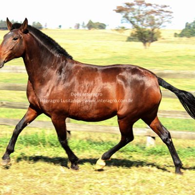 Dolly Interagro/Interagro Lusitanos