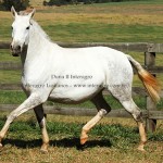 Duna II Interagro/Interagro Lusitanos