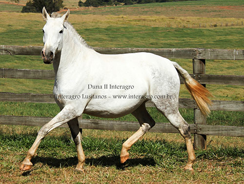 Duna II Interagro/Interagro Lusitanos