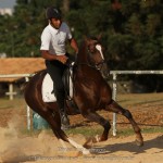 Divisadero Interagro, chestnut Lusitano stallion
