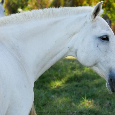 Electra Interagro/Interagro Lusitanos