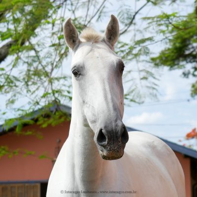 Elipse Interagro/Interagro Lusitanos