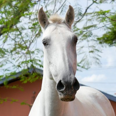 Elipse Interagro/Interagro Lusitanos