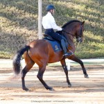 Edmar Brito & Empreiteiro Interagro, 2nd place Small Tour/PSG at the 2nd phase of 2019 Interagro Dressage Ranking/Interagro Lusitanos