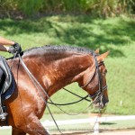 Edmar Brito & Empreiteiro Interagro/Interagro Lusitanos