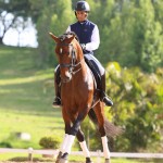 Empreiteiro Interagro, bay Purebred Lusitano stallion. Photo: TUPA