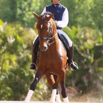 Empreiteiro Interagro, bay Purebred Lusitano stallion. Photo: TUPA