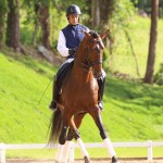 Empreiteiro Interagro, bay Purebred Lusitano stallion. Photo: TUPA