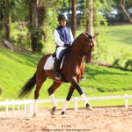 Empreiteiro Interagro, bay Purebred Lusitano stallion. Photo: TUPA