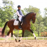 Empreiteiro Interagro, bay Purebred Lusitano stallion. Photo: TUPA