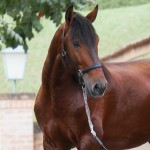 Empreiteiro Interagro/Interagro Lusitanos