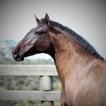 Enfezada Interagro/Interagro Lusitanos