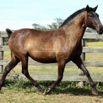 Enfezada Interagro/Interagro Lusitanos