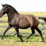 Escuna Interagro/Interagro Lusitanos