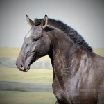 Escuna Interagro/Interagro Lusitanos