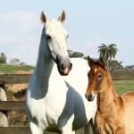 Esfinge Interagro/Interagro Lusitanos