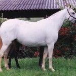 Esperança (PB)/Interagro Lusitanos