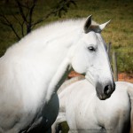 Espora Interagro/Interagro Lusitanos