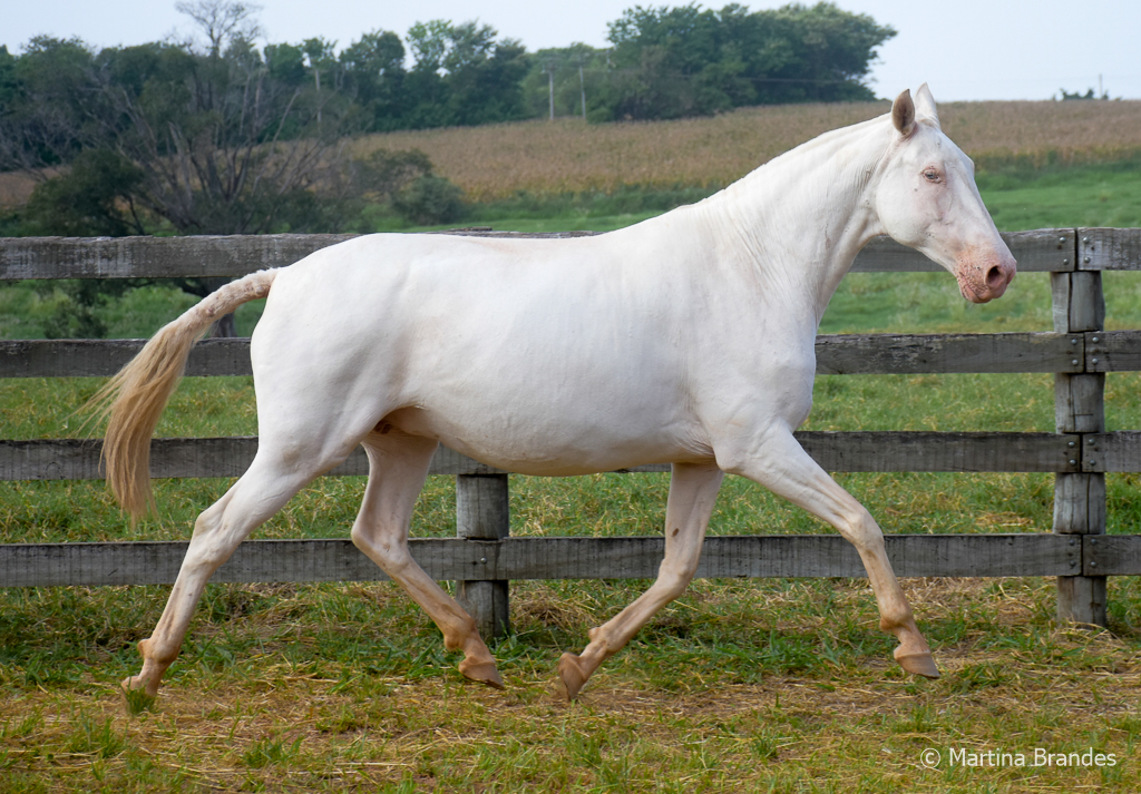 Etoile Interagro/Martina Brandes