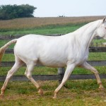 Etoile Interagro/Martina Brandes