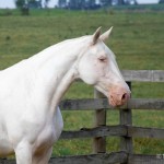 Etoile Interagro/Martina Brandes