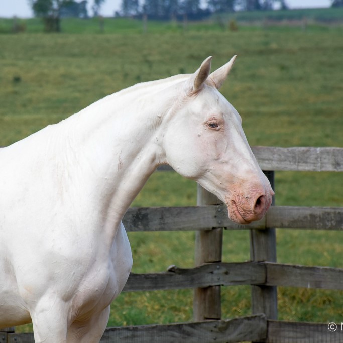 Etoile Interagro/Martina Brandes