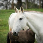 Europa do TOP/Interagro Lusitanos