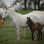 Europa do TOP/Interagro Lusitanos
