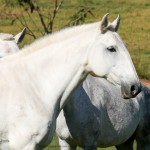 Evita Interagro/Interagro Lusitanos