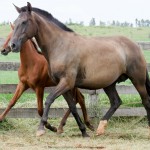Gravura Interagro/Interagro Lusitanos