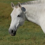 Fabíola Interagro/Interagro Lusitanos