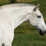 Fabíola Interagro/Interagro Lusitanos