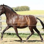 Fagulha Interagro/Interagro Lusitanos