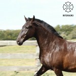 Fagulha Interagro/Interagro Lusitanos