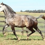 Fedora Interagro/Interagro Lusitanos