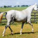 Fedora Interagro/Martina Brandes