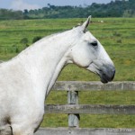 Fedora Interagro/Martina Brandes