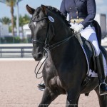 Fellini Interagro, Wellington, FL AGDF 2018 March 17/Interagro Lusitanos