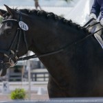 Fellini Interagro, Wellington, FL AGDF 2018 February 25th/Interagro Lusitanos