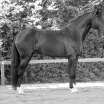 Fellini Interagro/Interagro Lusitanos