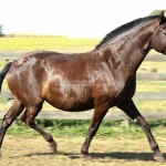Fenícia Interagro/Interagro Lusitanos