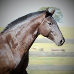 Fenícia Interagro/Interagro Lusitanos