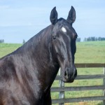 Ficante Interagro/Martina Brandes