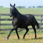 Ficante Interagro/Martina Brandes